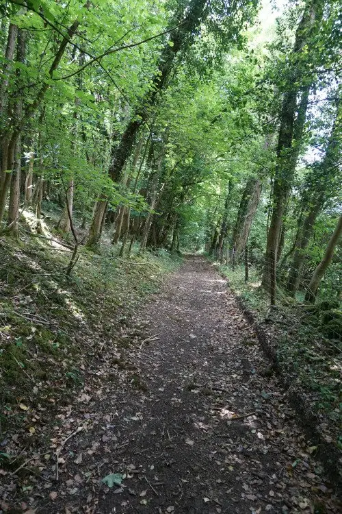 Forest path on the Bisley walk
