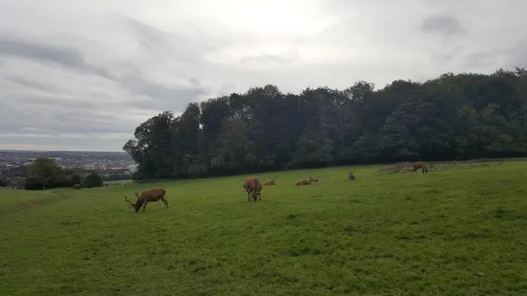 Best Bristol walk: Deer park in Ashton Court with views of Bristol