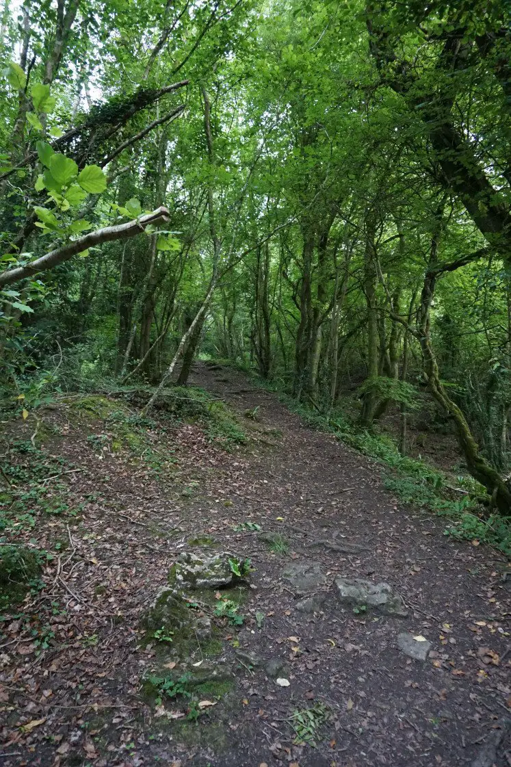 Trail in Bathwick Wood on the Bath Skyline walk