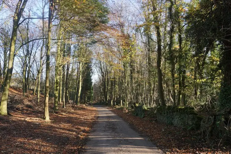 colourful autumn woods on Bleadon Hill