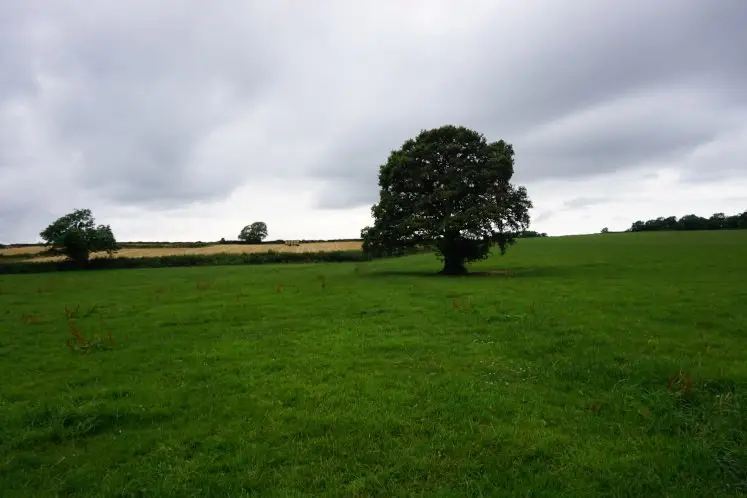 Verdant field along the Monarch's Way during the Dyrham to Doyton walk