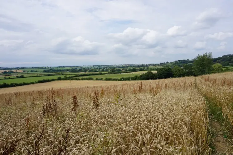 Hay field with views of the Cotswold valley during the Dyrham to Doyton walk