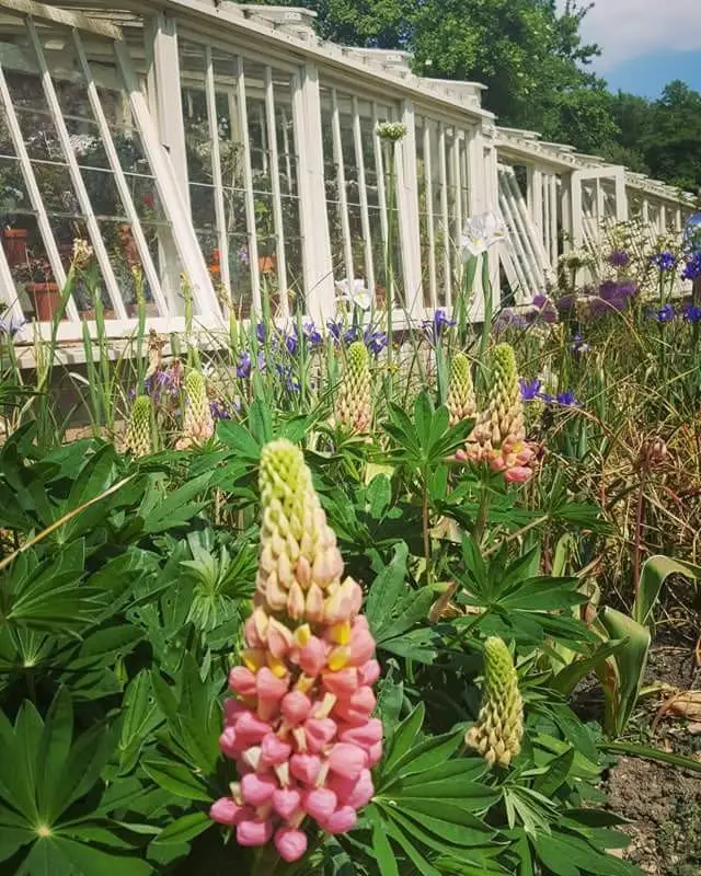 Botanic garden at Lacock Abbey