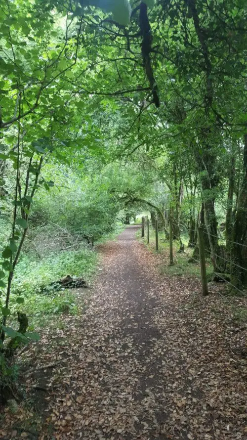 Forest path along the Wysis Way near Stroud