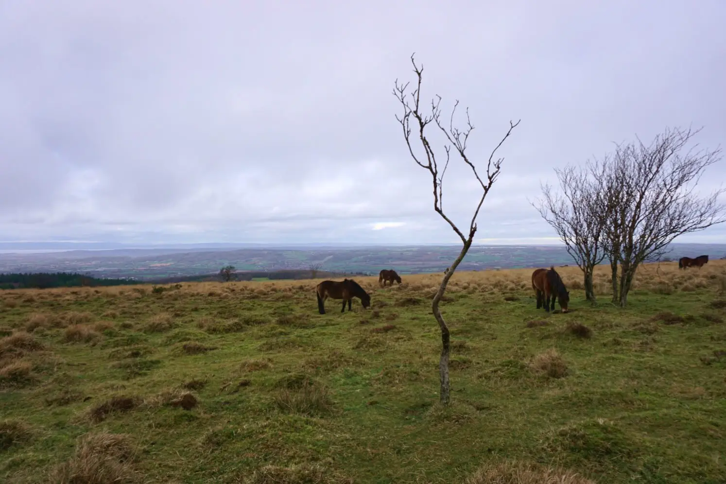 Wild ponies on the moorland of Black Down