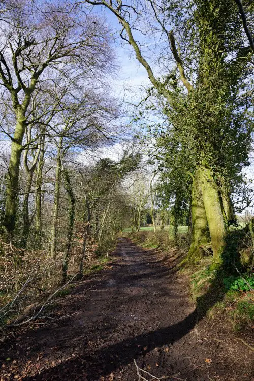 Path through Westwridge Woods