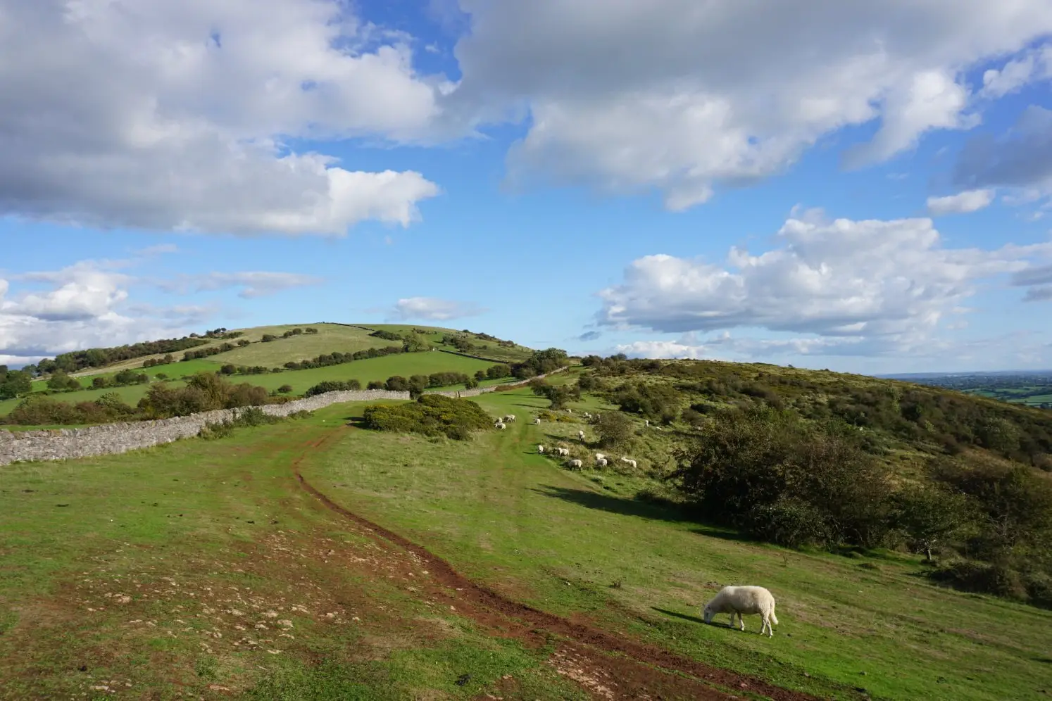 Rolling hill with stone wall and sheep grazing on the Crook Peak walk in the Mendip Hills near Bristol