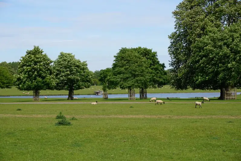 Lush trees, shimmering lake and grazing sheep in Badminton Park