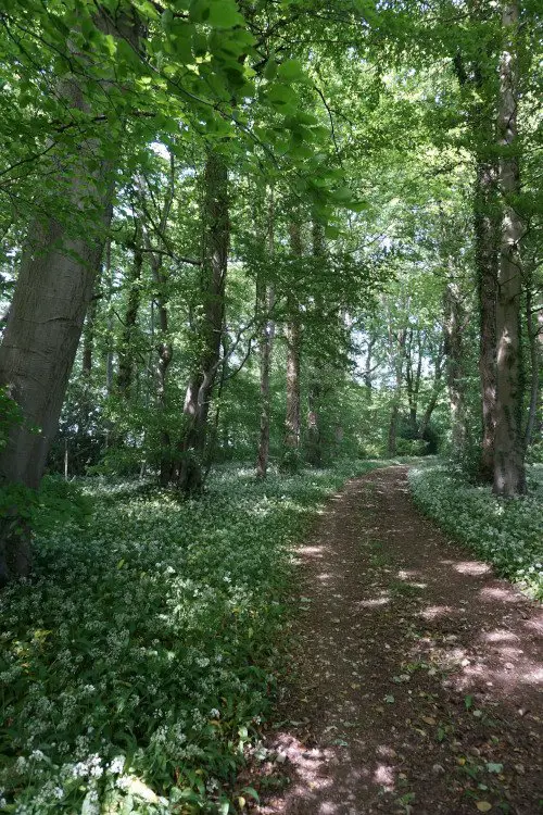 Lush woodland avenue known as Seven Mile Plantation