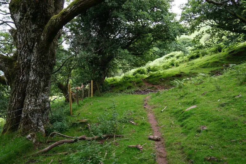 Woodland path in the Olchon Valley
