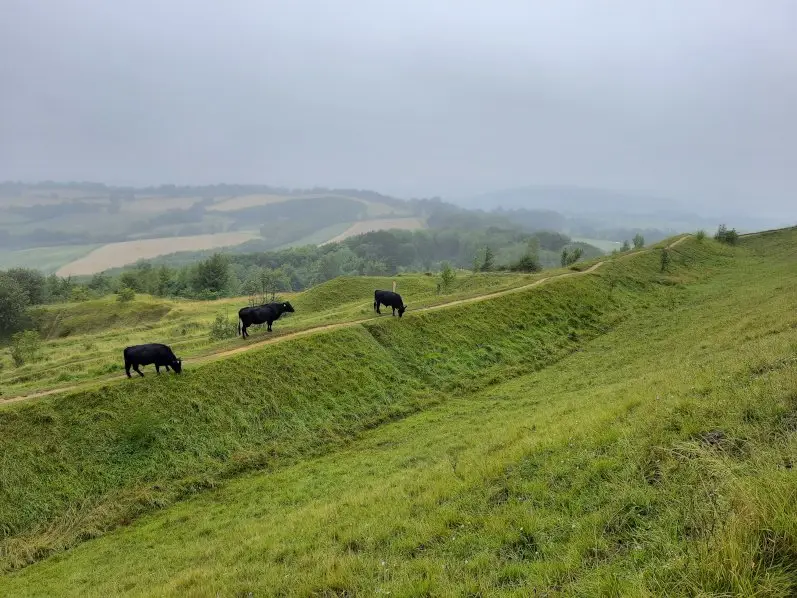 The wild common of Painswick Beacon with cattle grazing