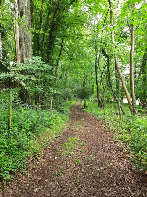 Lush woodland on the Painswick walk