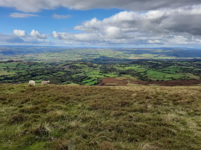 Views of the Wye Valley and Herefordshire hills from the peak of Rhos Dirion, with two sheep in the foreground