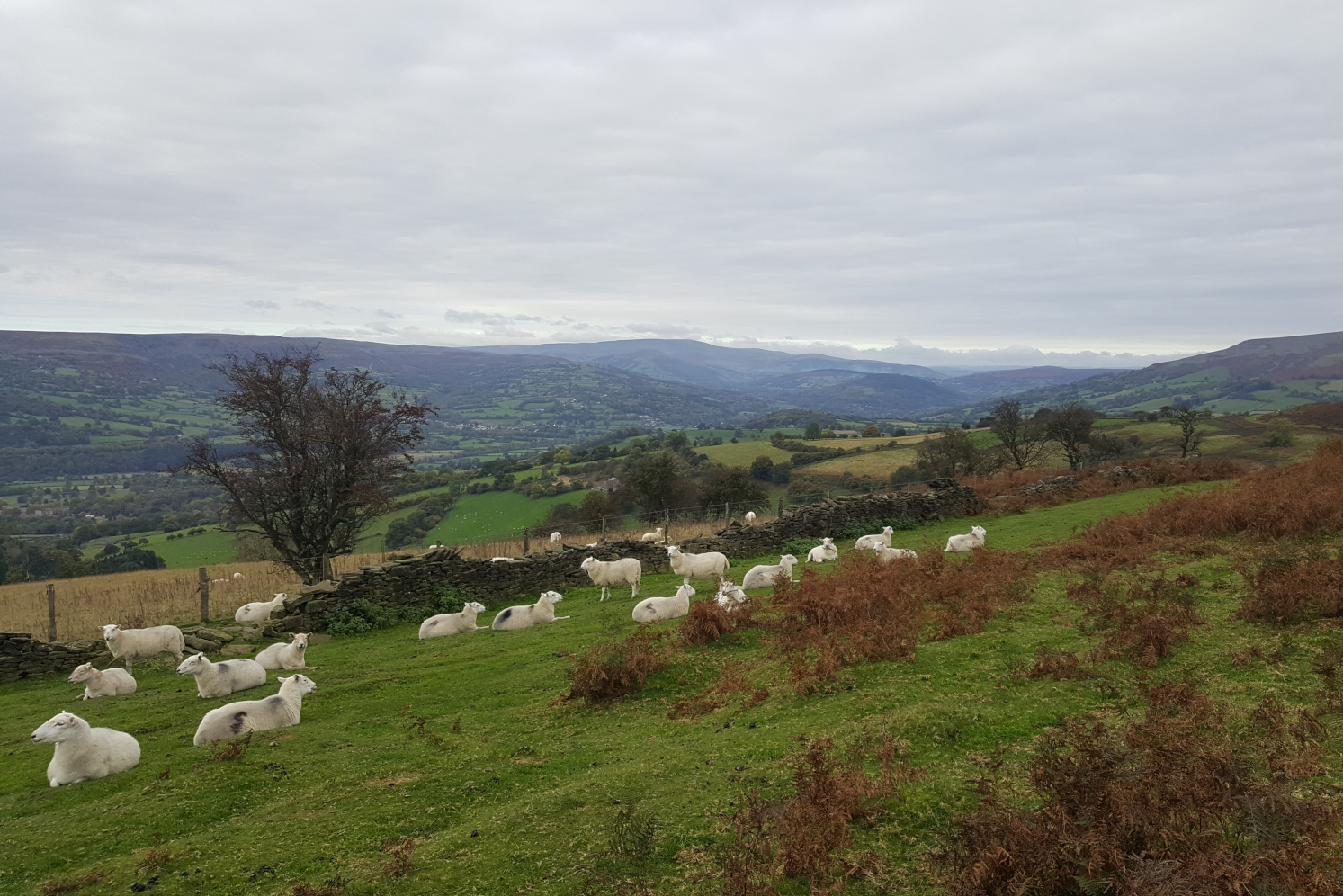 Views of valleys and hills of Brecon Beacons, with a herd of sheep during the Sugar Loaf hike