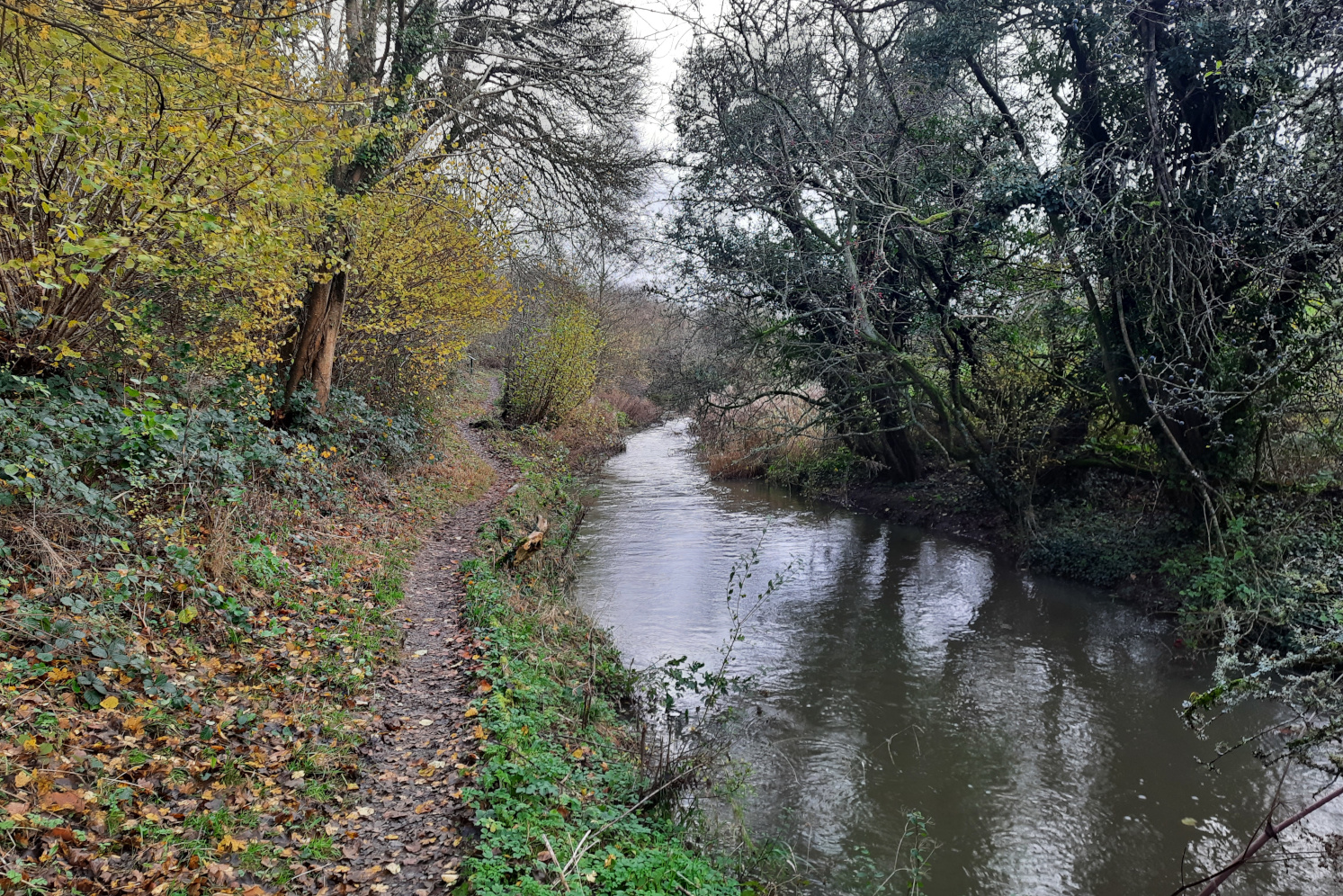 The Hancock’s Well Spring, a tributary of the River Avon, flowing through Grove Wood in between the Cotswold villages of Luckington and Sherston