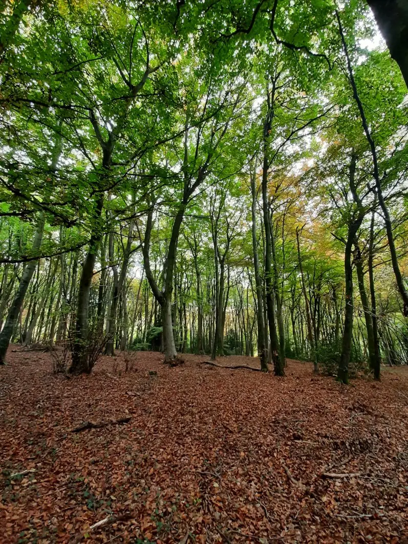 Buckholt Wood near Coopers Hill in autumn